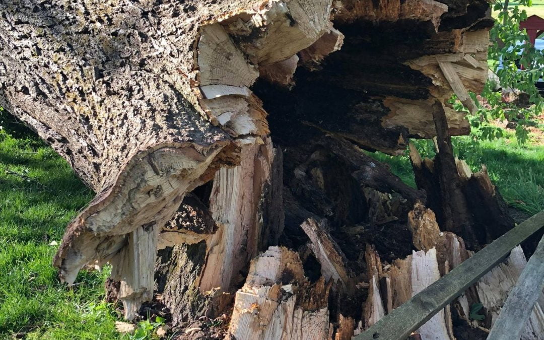 A large, fallen tree with a hollow and broken trunk lies like a natural sculpture on a lawn, creating a captivating tree gallery surrounded by greenery in the sunny yard.