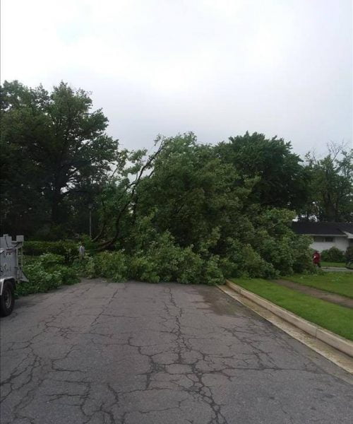 tree storm damage - Maryland Tree Care
