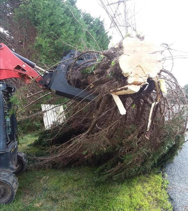 Machinery lifting a large fallen tree with exposed roots off the ground near a power line, creating an impressive scene reminiscent of a natural gallery.