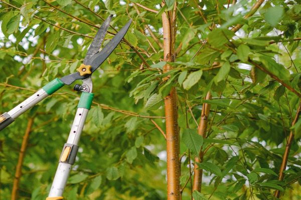 Tree Pruning - Maryland Tree Care