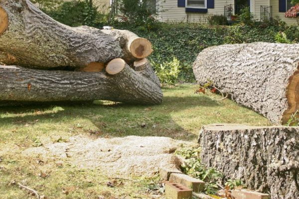 Tree Removing Services - Maryland Tree Care