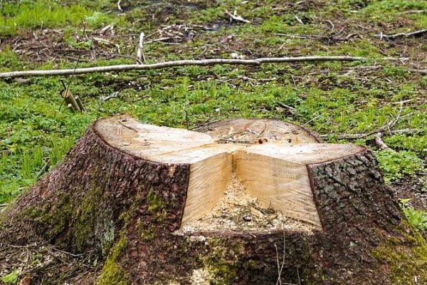 tree stump grinding - Maryland Tree Care