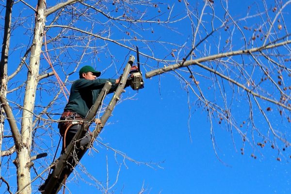tree trimming - Maryland Tree Care
