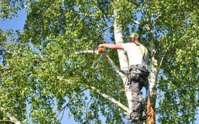 Tree Pruning: How Often Should You Do It?