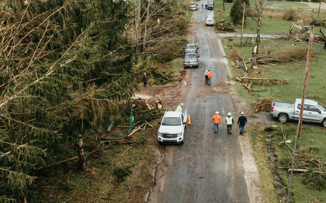 Professional Tree Services