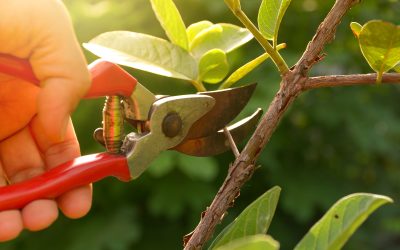 3 Common Mistakes in Tree Pruning and How to Avoid Them