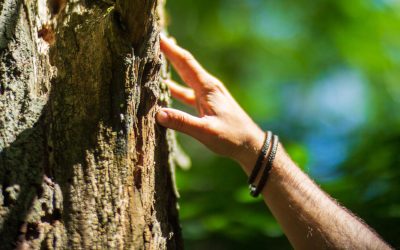 5 Essential Tree Care Tips for Healthy Growth