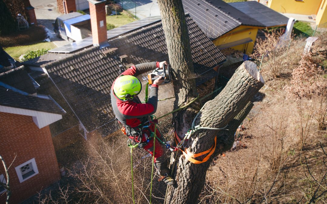 Tree Cutting Service