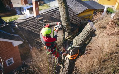 Tree Cutting Service: The Ultimate Key to a Safer Home Environment