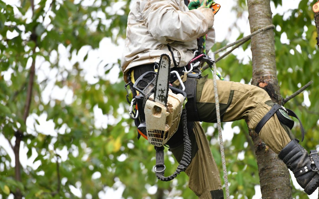 Tree Care Services