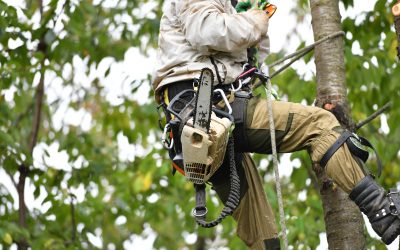 The Vital Role of Professional Tree Care Services in Property Value Preservation