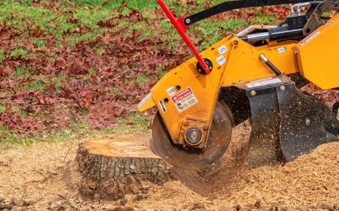 tree stump removal A yellow stump grinder in action, cutting a tree stump, with sawdust flying and autumn leaves in the background.