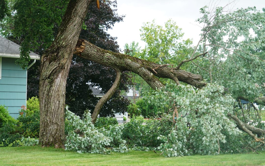 What to Do When a Tree Falls in Your Yard Fallen tree branch on grass near a house, showing storm damage.